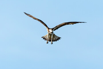 Balbuzard pêcheur, Pandion haliaetus, Western Osprey