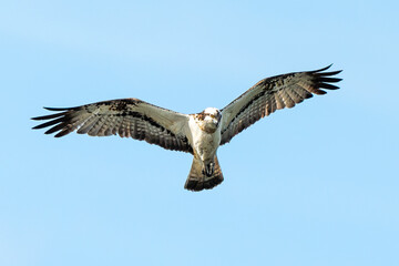 Balbuzard pêcheur, Pandion haliaetus, Western Osprey
