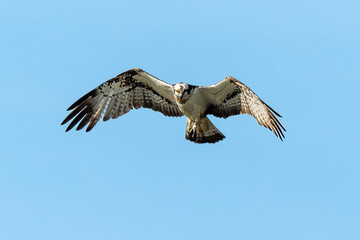 Balbuzard pêcheur, Pandion haliaetus, Western Osprey