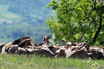 Vautour fauve,.Gyps fulvus, Griffon Vulture,, Vézouillac , Verrières, causse Rouge, Occitanie,...