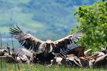 Vautour fauve,.Gyps fulvus, Griffon Vulture,, Vézouillac , Verrières, causse Rouge, Occitanie,...