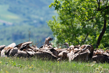 Vautour fauve,.Gyps fulvus, Griffon Vulture,, Vézouillac , Verrières, causse Rouge, Occitanie,...