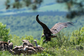 Vautour fauve,.Gyps fulvus, Griffon Vulture,, Vézouillac , Verrières, causse Rouge, Occitanie,...