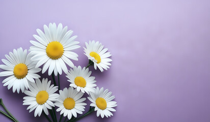 Fototapeta premium white daisies on a purple pastel paper texture background with copy space