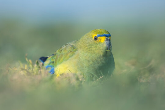 A wild blue-winged parrot (Neophema chrysostoma) feeding in grass, Australia