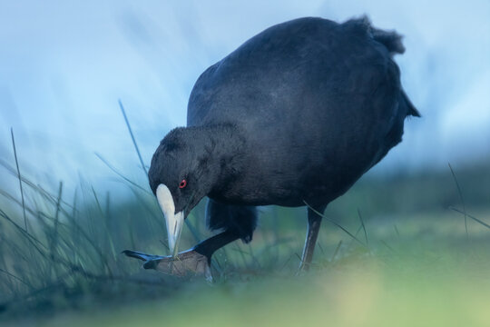 Portrait of a wild Australasian coot (Fulica atra ssp. australis) foraging in grass and using its webbed foot to manipulate the food, Australia
