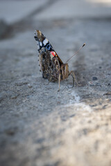 Butterfly admiral sitting on concrete.
