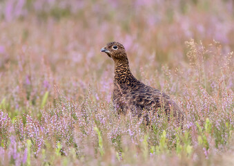 Red Grouse in Heather