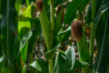 Hair on a corn cob on a plant.
