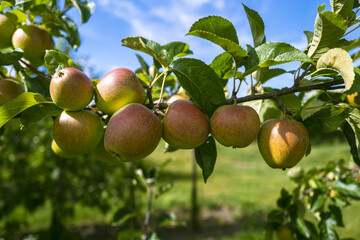 Apple trees with ripe red apples in the garden. Natural red apples on branches of trees. Autumn apple orchard. Red juicy apples in apple orchard.
