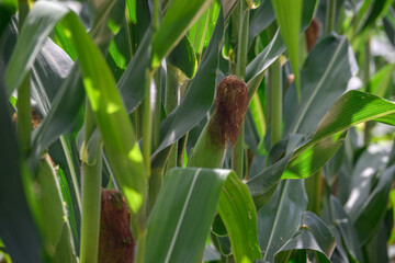 Hair on a corn cob on a plant.
