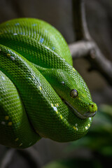 Fototapeta premium Green snake on a branch. 