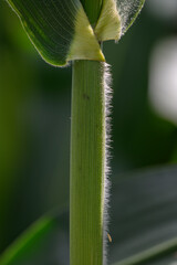 Detail of fine hairs on a corn stalk.
