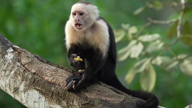 Costa Rica wildlifem monkey feeding banana on the tree. White-headed Capuchin, black monkey sitting and shake one's fist on tree branch in dark tropical forest. Wildlife of Costa Rica, cute animal.