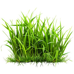 Obraz premium green grass isolated on white