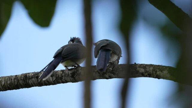 White-throated magpie-jay,  Calocitta formosa,  rom Costa Rica. Detail of tropical bird. Jay from jungle forest. Bird in green forest environment. Pair couple love on the tree.