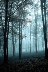 Fototapeta premium A forest with trees in the background and a foggy sky