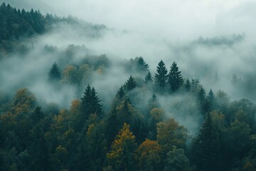 Misty Forest: An Aerial View of Nature's Enchantment