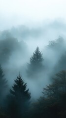 Fototapeta premium A forest with foggy trees and a misty atmosphere