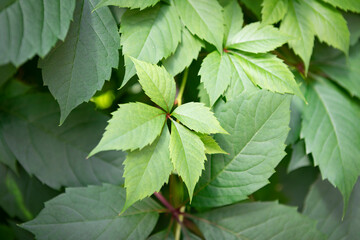Macro photo of green plant leaves under sunbeam