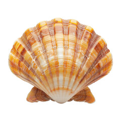 Obraz premium seashell isolated on white