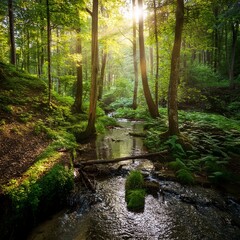 洗練された画像