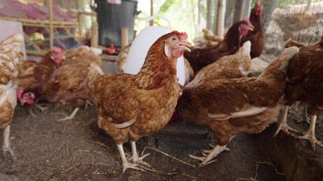 brown chicken or hen lay eggs in the rural farm