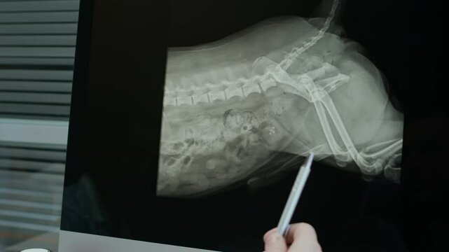 Over shoulder shot of unrecognizable vet pointing at pet x-ray image on computer screen while having treatment consultation in modern veterinarian office
