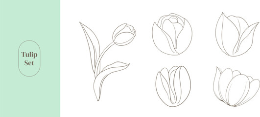 Hand drawn a set of beautiful tulips