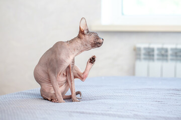 A bald sphinx cat scratches itself with its paw. A hairless cat sits on a bed and scratches its...