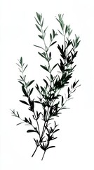 Obraz premium Silhouette of a bunch of fresh rosemary floating, with individual sprigs detailed against a white background