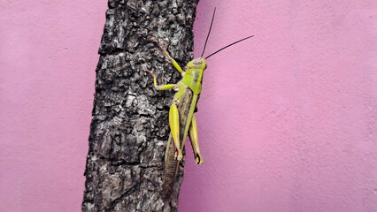 grasshopper insect on tree trunk pink background
