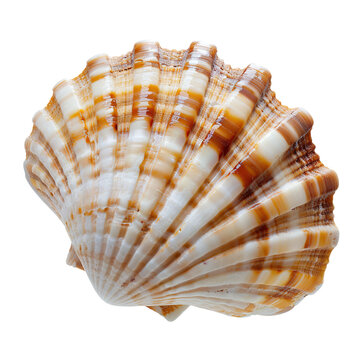 sea shell isolated on white