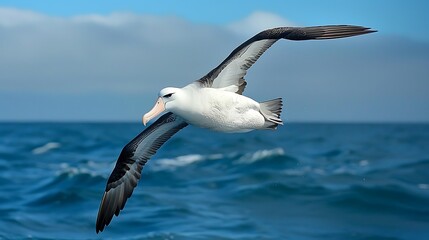 Elegant albatross soaring over open ocean, massive wingspan: An elegant albatross soars effortlessly over the open ocean, its massive wingspan allowing it to glide for miles on the ocean breezes. 