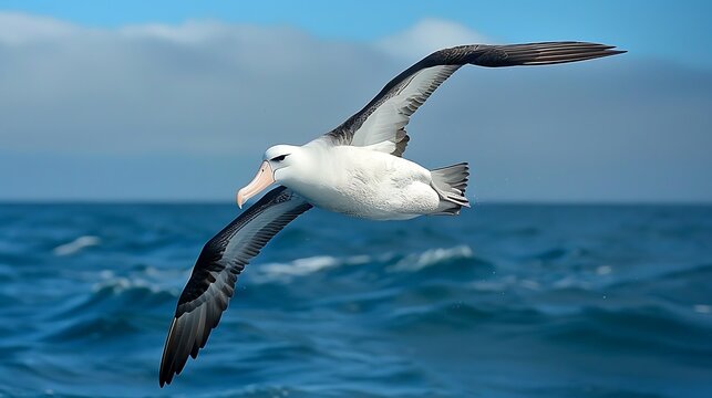 Elegant albatross soaring over open ocean, massive wingspan: An elegant albatross soars effortlessly over the open ocean, its massive wingspan allowing it to glide for miles on the ocean breezes. 