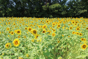 Sunflower farm with flowers in full bloom at Three Rivers, Michigan