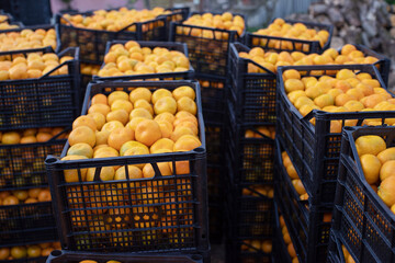 Fresh juicy ripe tangerines in plastic boxes close-up. Harvesting, stacking, business with tangerines in autumn-winter season