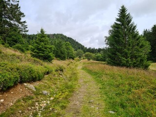 Paysage verdoyant de montage dans le massif des Vosges
