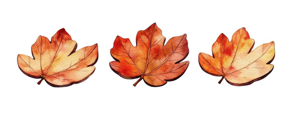 Fototapeta premium Three vibrant autumn leaves warm tones of orange and yellow, with transparent background