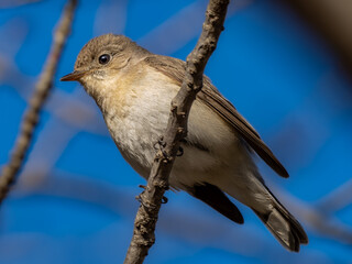 森の中で枝に留まって周りを見渡しているニシオジロビタキの雌