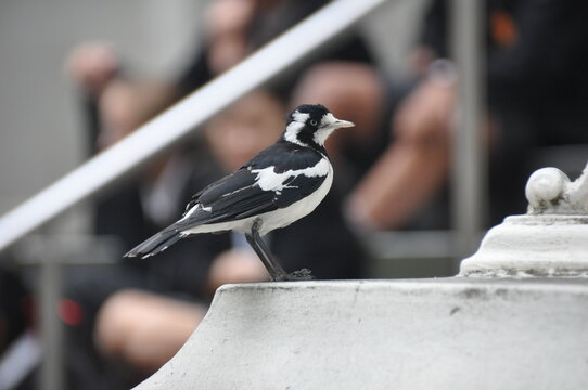 View of the magpie-lark in Melbourne city, Australia