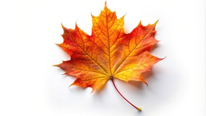 Vibrant autumn maple leaf cut out on a white background, autumn, maple leaf, colorful, vibrant, cut out, isolated, fall, foliage