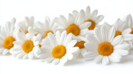 Obraz premium White Daisies on White Background.