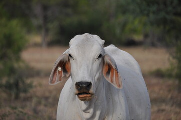Fototapeta premium White cow graze in outback of Northern Territory in Australia