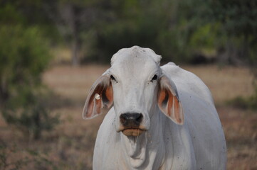 White cow graze in outback of Northern Territory in Australia