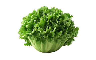 Obraz premium Fresh and vibrant green lettuce, perfect for salads, garnishes, and healthy meals. Nutrient-rich and visually appealing.
