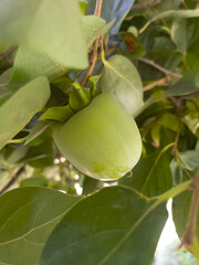 Green persimmon on a branch. Agriculture. Vertical orientation. Selective focus.