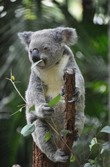 Cute koala chewing eucalyptus leaves, Australia
