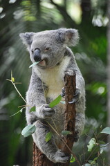 Cute koala chewing eucalyptus leaves, Australia