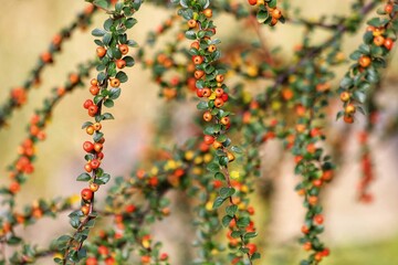 Cotoneaster horizontalis. Branches with red berries and green leaves. 